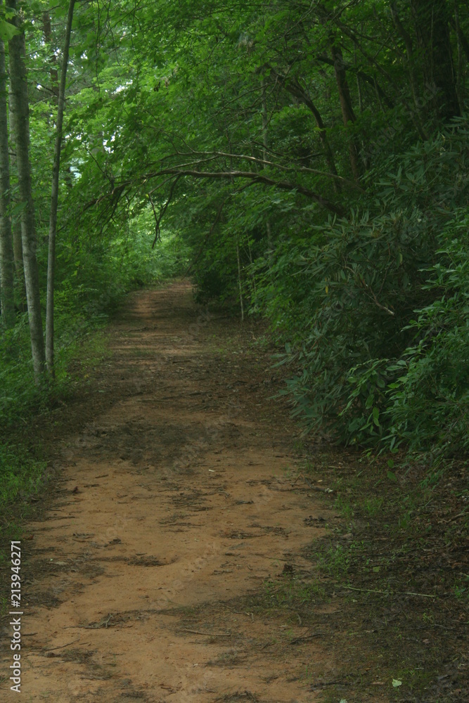 path in the forest