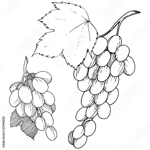 Grape healthy food in a vector style isolated. Full name of the fruit: grape. Vector wild fruit for background, texture, wrapper pattern or menu.