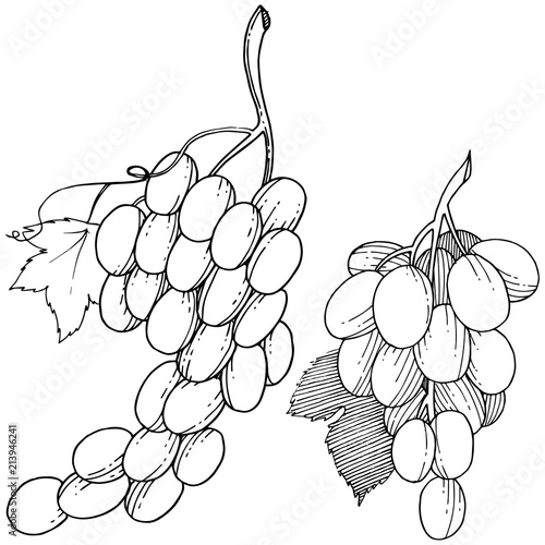 Grape healthy food in a vector style isolated. Full name of the fruit: grape. Vector wild fruit for background, texture, wrapper pattern or menu.