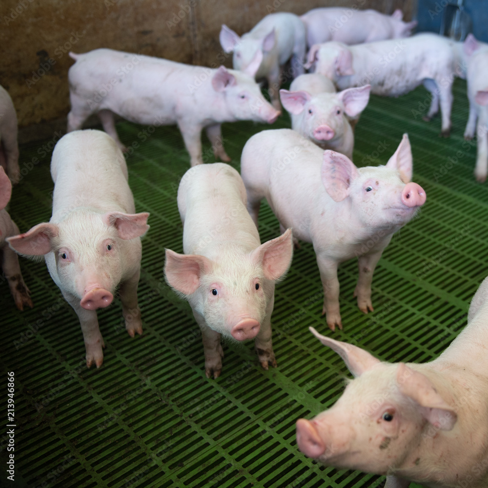 Domestic pigs. Pigs on a farm in the village Domestic pigs. Pigs on a farm in the village