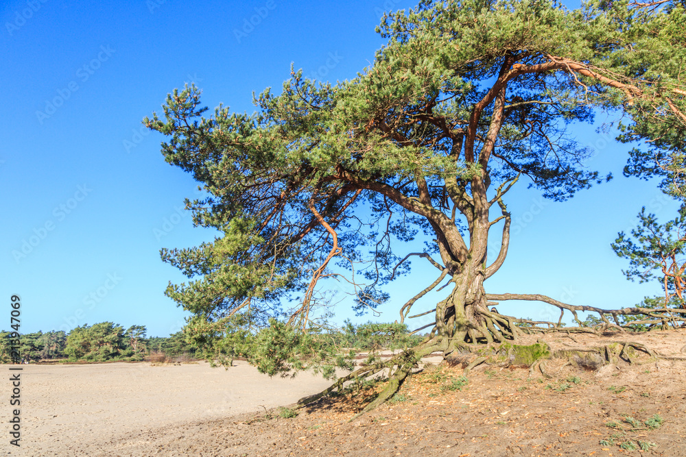 Alive and moving drifting sand dunes of Soesterduinen area in Netherlands with solitaire conifers, Pinus sylvestris, standing on bare tree roots because sand between tree roots is blown away