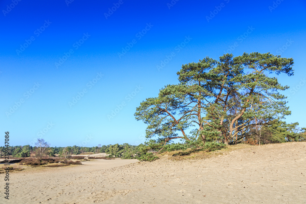 Alive and moving drifting sand dunes of Soesterduinen area in Netherlands with solitaire conifers, Pinus sylvestris, standing on bare tree roots because sand between tree roots is blown away Alive and moving drifting sand dunes of Soesterduinen area in Netherlands with solitaire conifers, Pinus sylvestris, standing on bare tree roots because sand between tree roots is blown away