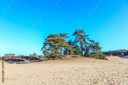 Alive and moving drifting sand dunes of Soesterduinen area in Netherlands with solitaire conifers, Pinus sylvestris, standing on bare tree roots because sand between tree roots is blown away © photodigitaal.nl