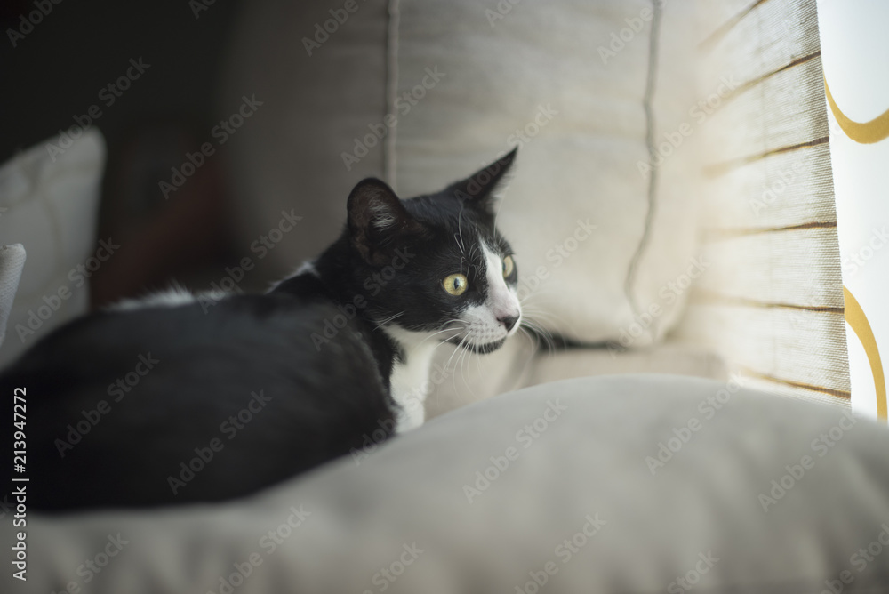 Retrato de un bonito gato blanco y negro junto a una ventana y sobre un sofá blanco Retrato de un bonito gato blanco y negro junto a una ventana y sobre un sofá blanco