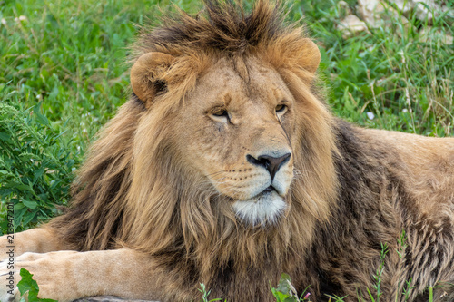 A male lion with magnificent mane is lying on a green meadow.