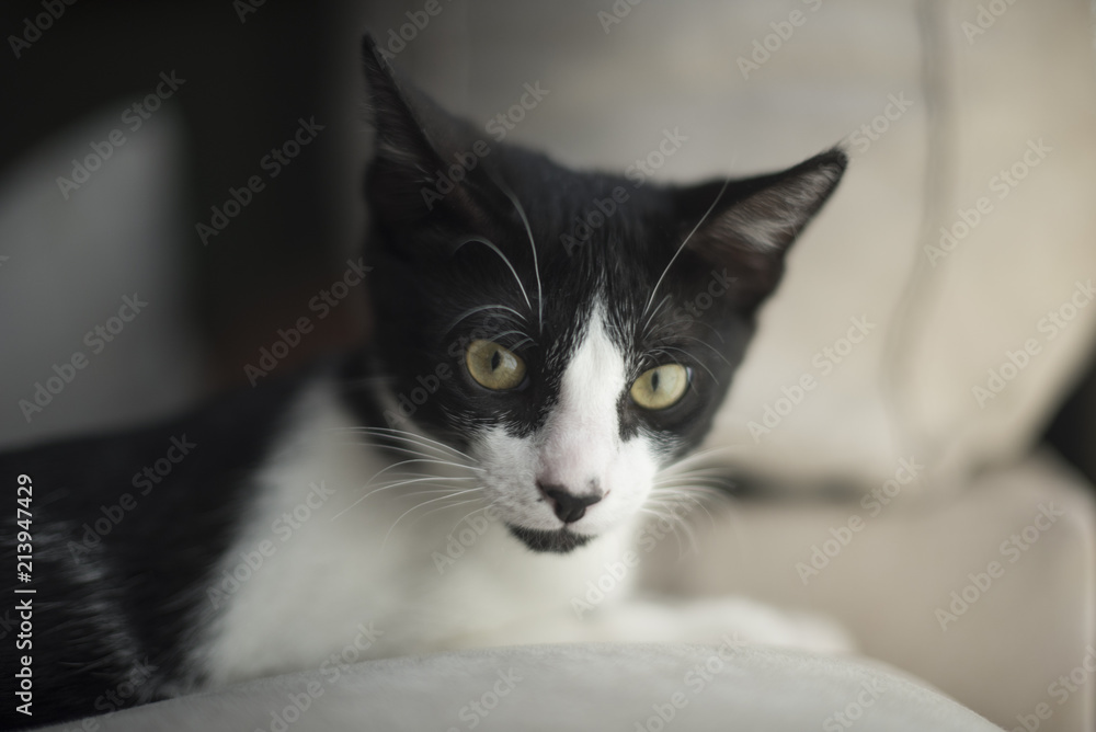 Retrato de primer plano un pequeño gato blanco y negro junto a una ventana