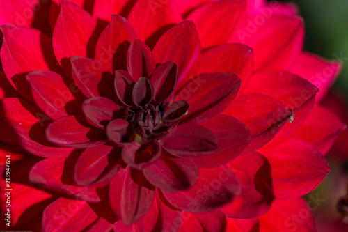 Dahlia Flower in Summer Garden.Close-Up