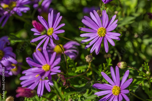 Purple Daisy in the summer garden