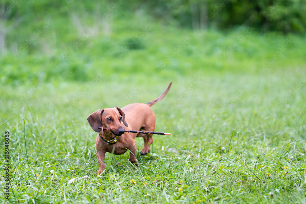 Funny dachshund running on the grass Funny dachshund running on the grass
