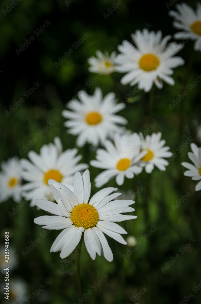 Fototapeta premium Jardins Secrets - Vaulx Haute-Savoie