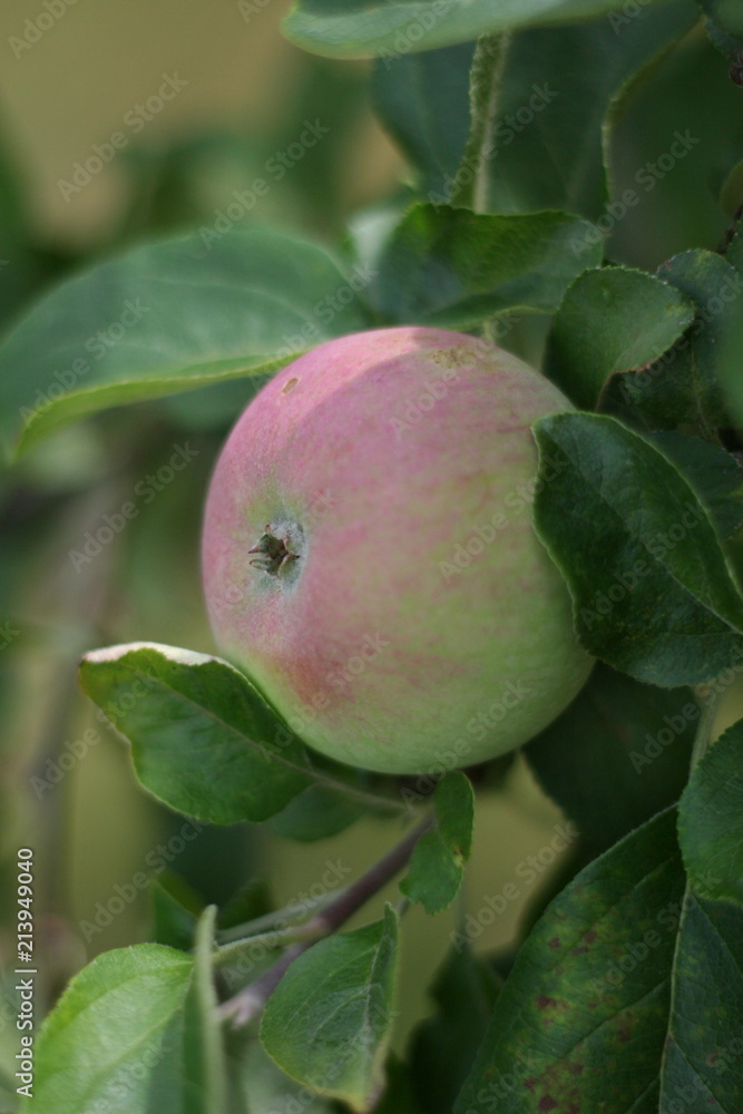 Unripe pink rose green Apple at aplle tree Unripe pink rose green Apple at aplle tree
