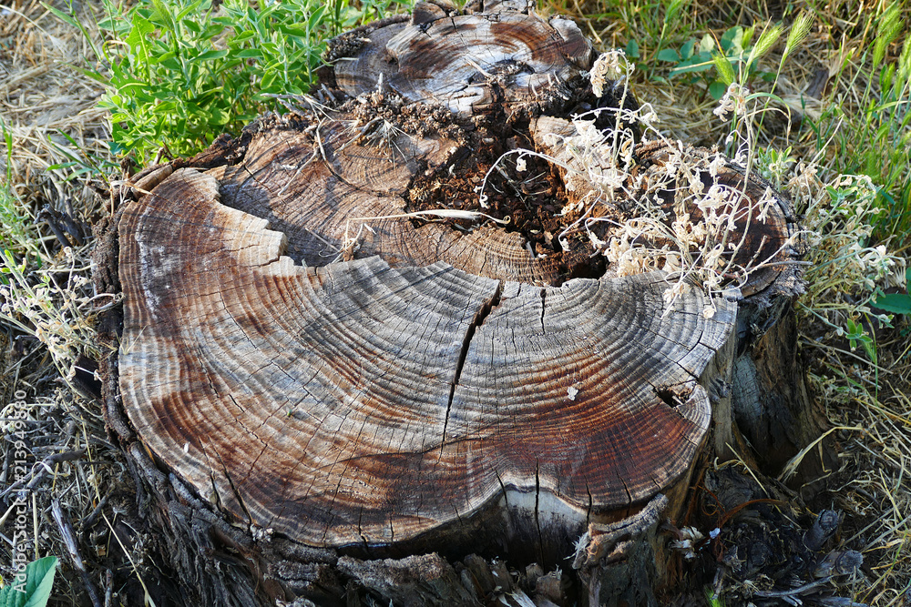 cut tree roots, tree roots patterns,
cut tree roots, tree roots patterns,