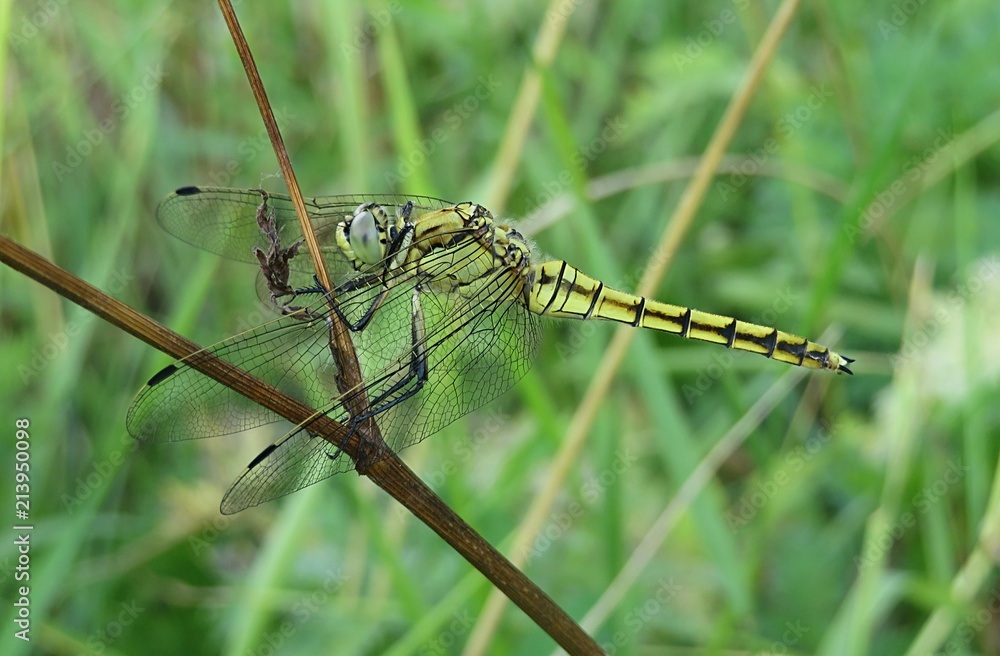 Golden dragonfly on natural green plant background Golden dragonfly on natural green plant background