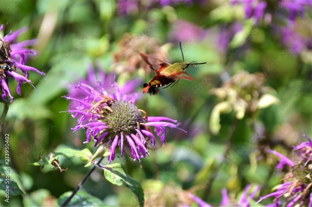 Fototapeta premium hummingbird moth on flowers