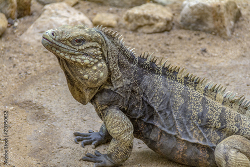 Cuban rock iguana in desert ambiance