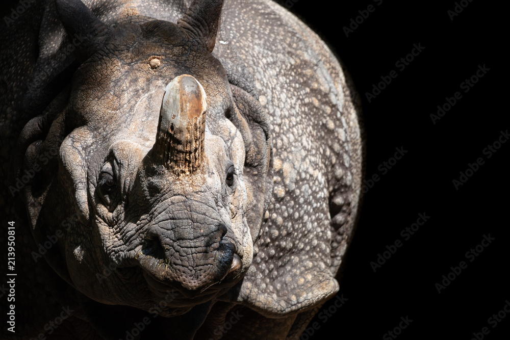 Portrait of Great one-horned rhinoceros (Rhinoceros unicornis) with black  background. Indian rhino is second-largest land mammal in the world, its  wrinkled skin is like armour Stock Photo | Adobe Stock