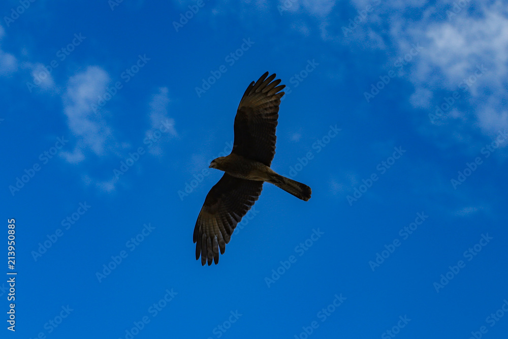 Fototapeta premium Carancho