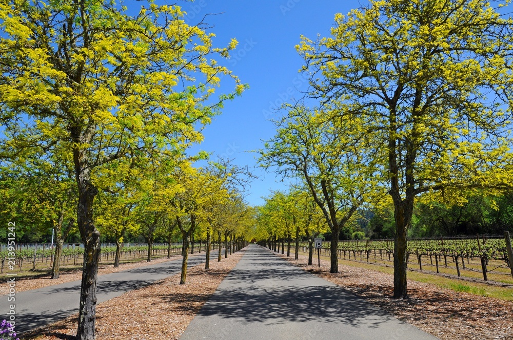 Trees on the road and vineyard in Napa, California, United States Trees on the road and vineyard in Napa, California, United States