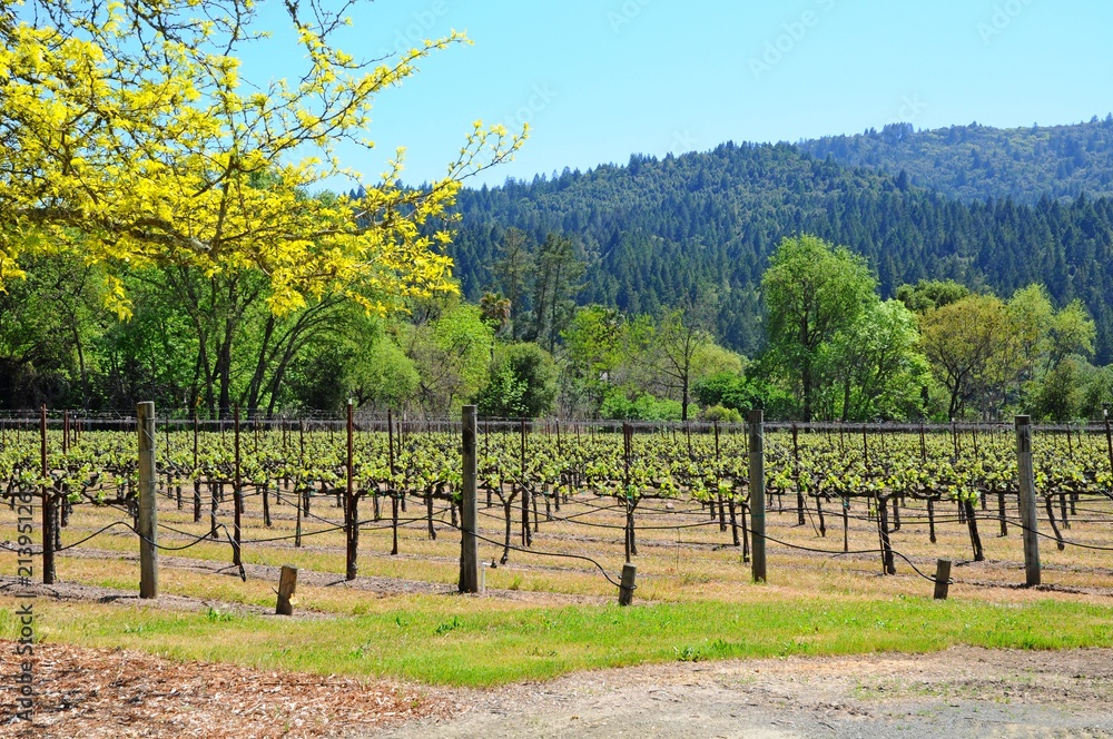 Landscape of vineyard in Napa, California, United States