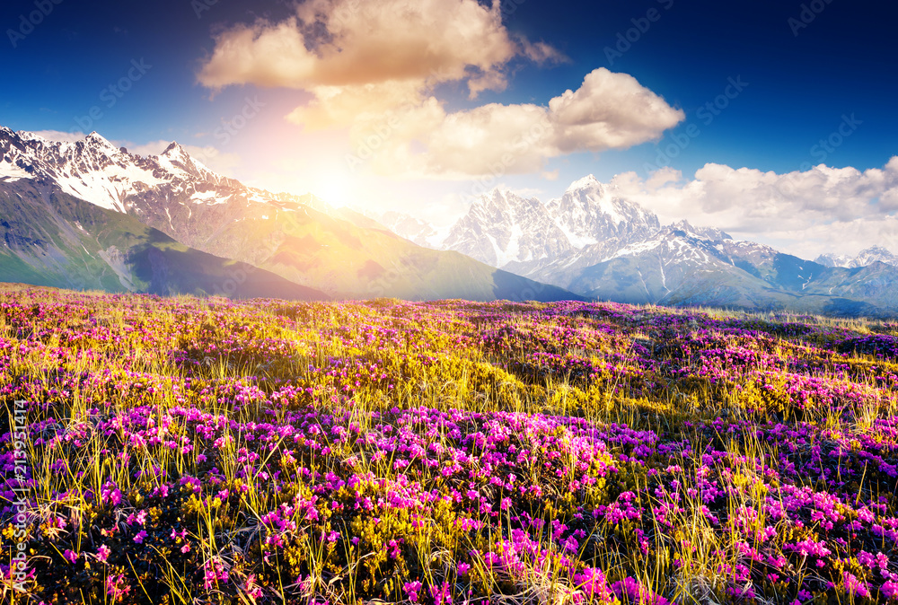 Obraz premium Magical pink rhododendron flowers. Location place Upper Svaneti, Georgia, Europe. The main Caucasian ridge.