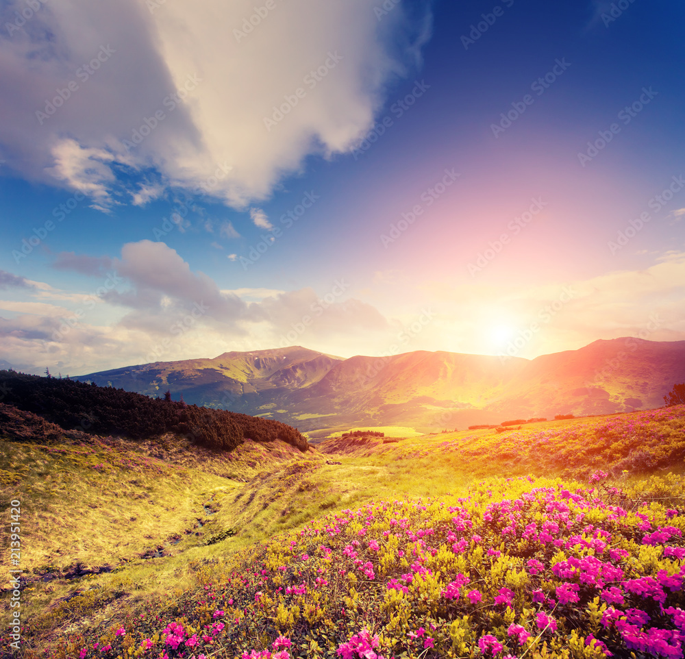 Magical pink rhododendron flowers in day light. Location place National park Chornogora, Carpathian. Magical pink rhododendron flowers in day light. Location place National park Chornogora, Carpathian.