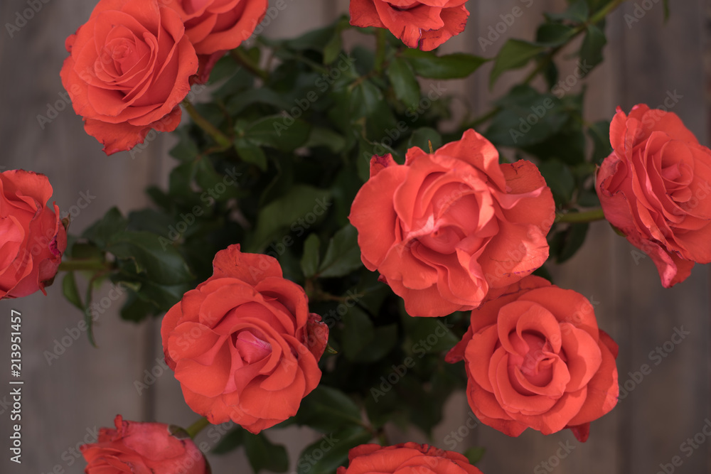 Beautiful red roses on wooden background. Copy space Beautiful red roses on wooden background. Copy space