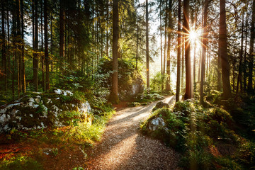 Magical scenic and pathway through woods in the morning sun.