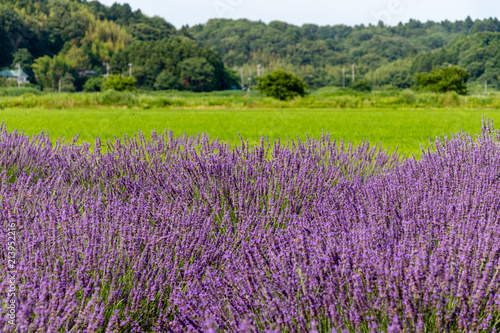 Sakura lavender land in Sakura city, Chiba prefecture, Japan
