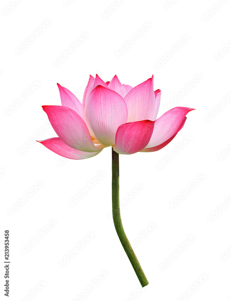 Lotus flower isolated on white background.