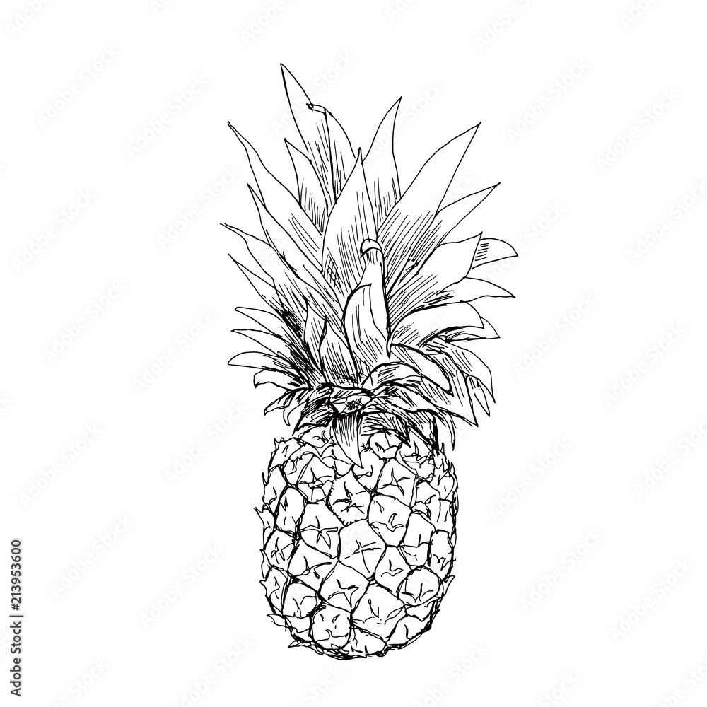 The pineapple sketch. Vector illustration. The pineapple sketch. Vector illustration.
