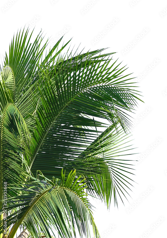 Fototapeta premium coconut leaves on white background