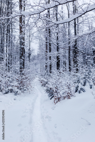 Winterlandschaft im verschneiten Wald im Nationalpark Bayrischer Wald, Bayern, Deutschland. © DirkR