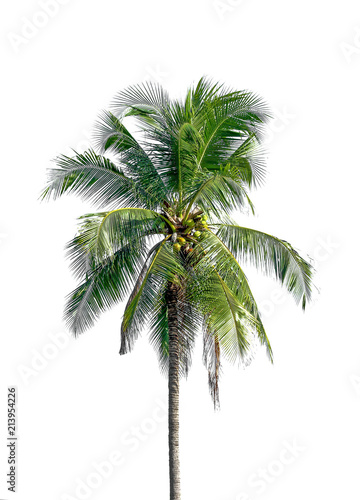 coconut tree on white background