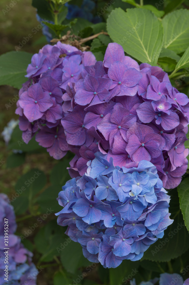 Beautiful hydrangeas in a Japanese garden in Kyoto. Beautiful hydrangeas in a Japanese garden in Kyoto.