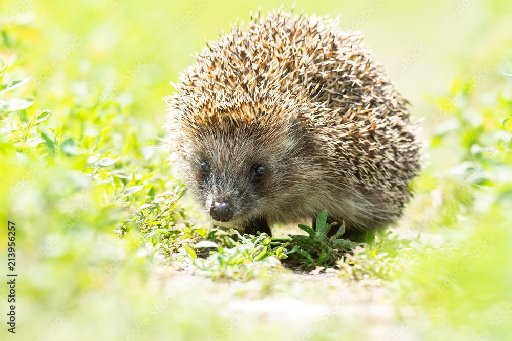 Fototapeta premium hedgehog on the grass
