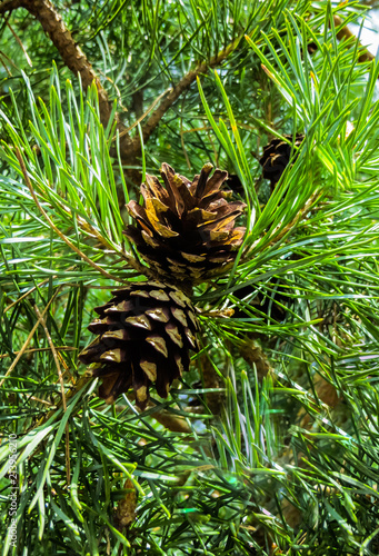 two pine cones on a branch with needles