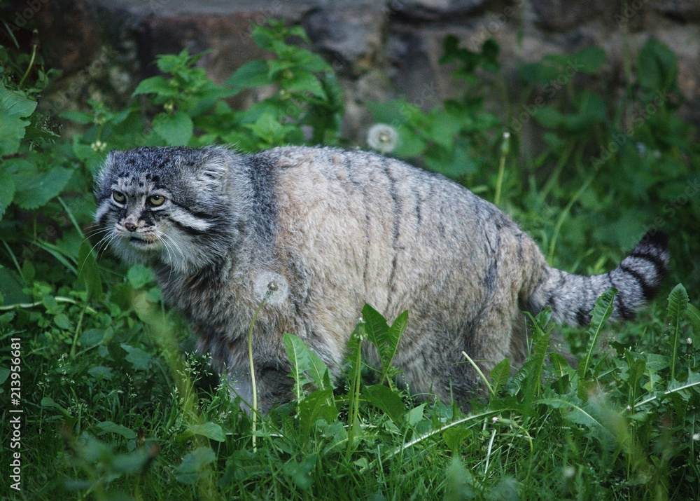 Obraz premium wild cat