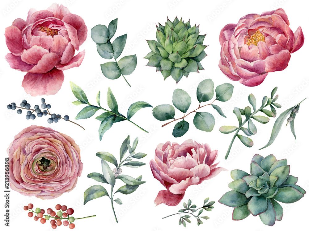 Watercolor peony, succulent and ranunculus floral set. Hand painted red and blue berry, eucalyptus leaves isolated on white background. Illustration for design, print. - obrazy, fototapety, plakaty 