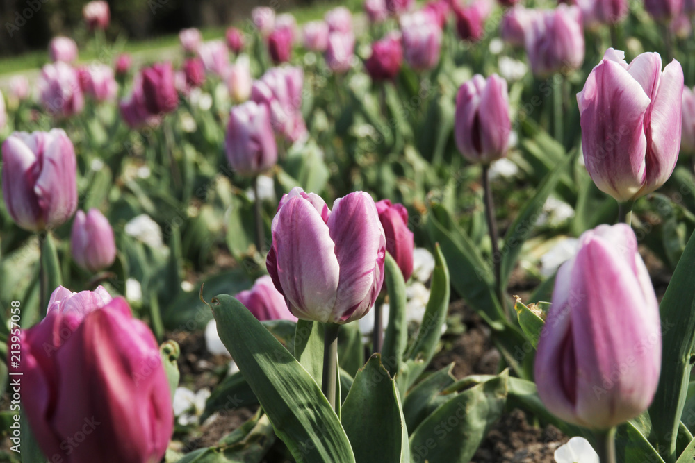 Purple color Tulip Field