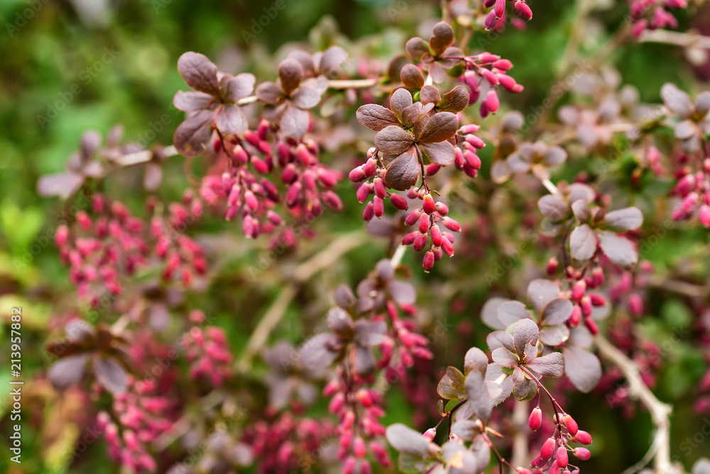 Barberry or Berberis vulgaris branch with berries Barberry or Berberis vulgaris branch with berries