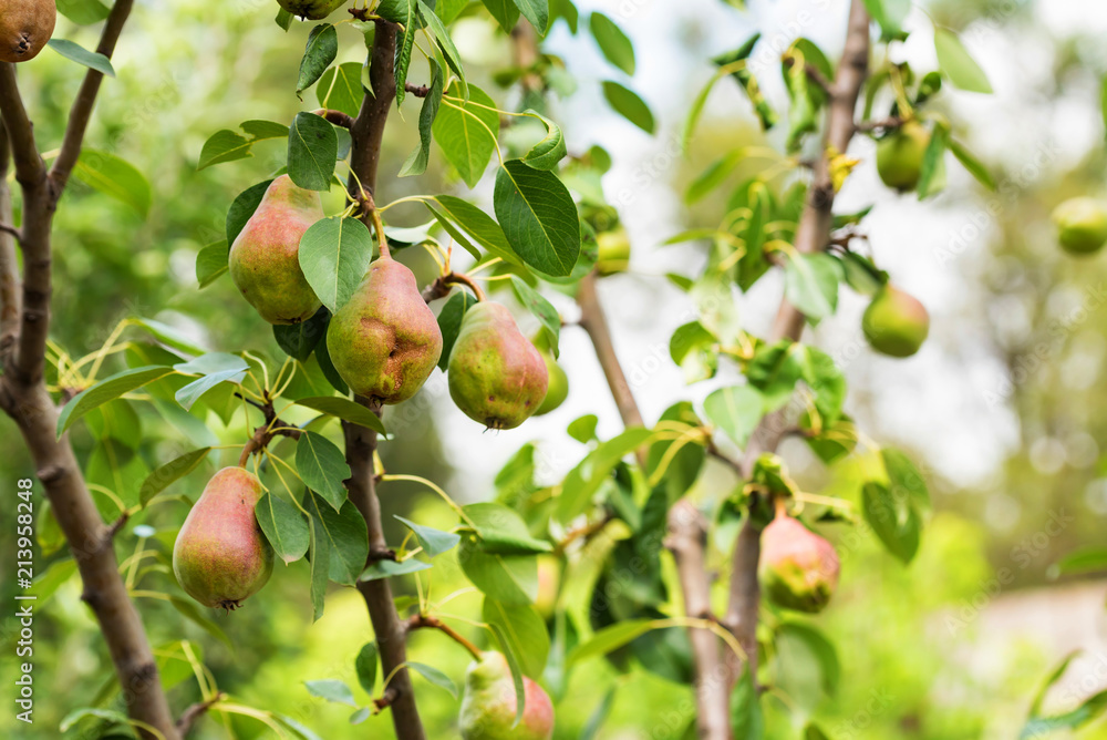 European pear or common pear on tree branch European pear or common pear on tree branch