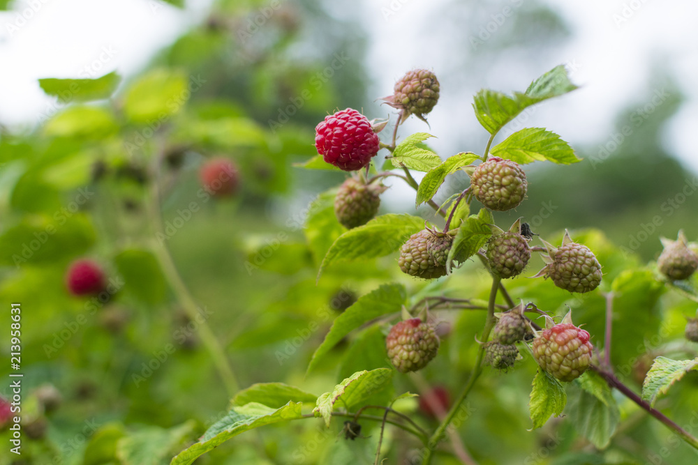 Branch of ripe raspberry in garden Branch of ripe raspberry in garden