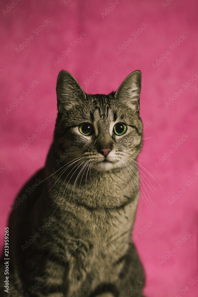 Fototapeta premium Cat portrait