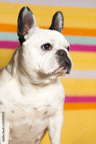 Fototapeta Naklejka Na Ścianę i Meble -  Dog portrait