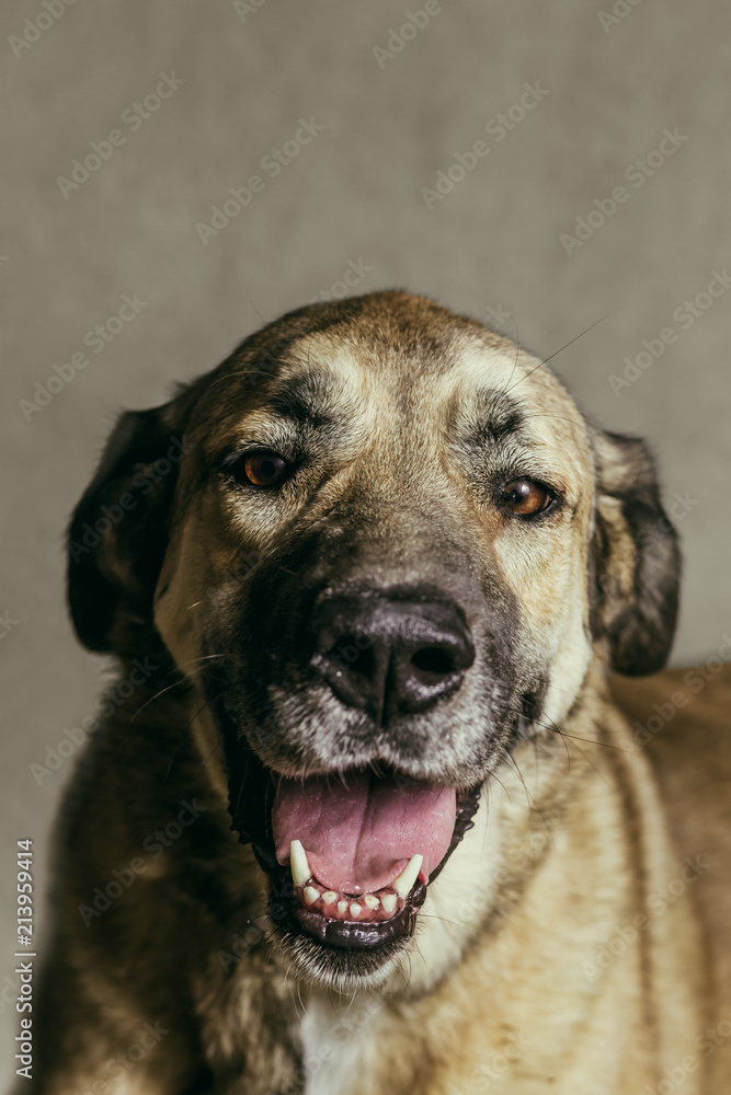 Dog portrait