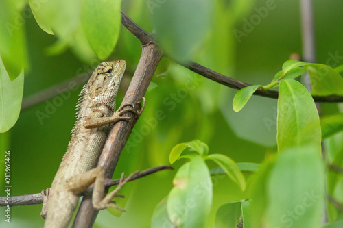 Chameleon on branch.