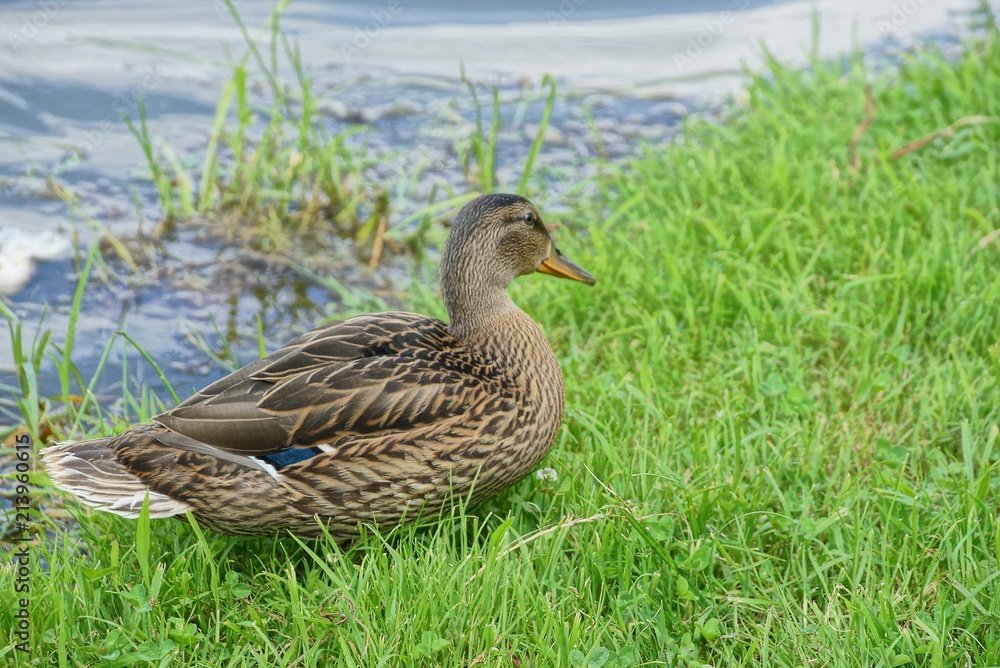 brown duck in the green grass on the beach near the water brown duck in the green grass on the beach near the water