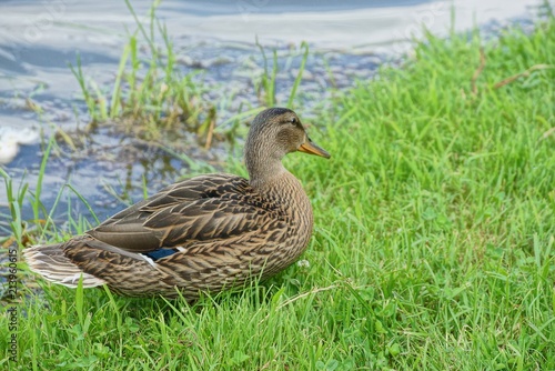 brown duck in the green grass on the beach near the water