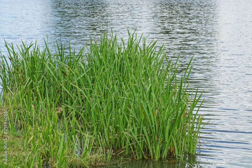 green grass on the shore of the reservoir near the water