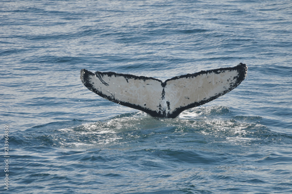 Fototapeta premium Humpback Whale Tail